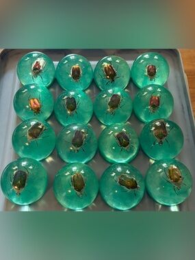 Beetle - Dome Paperweights, set of 16, 2” x 2”